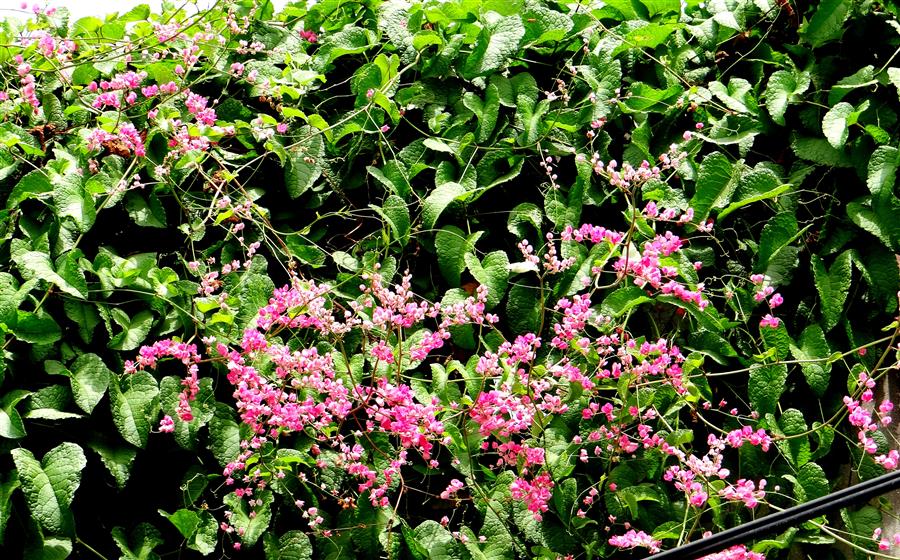 Antigonon leptopus
